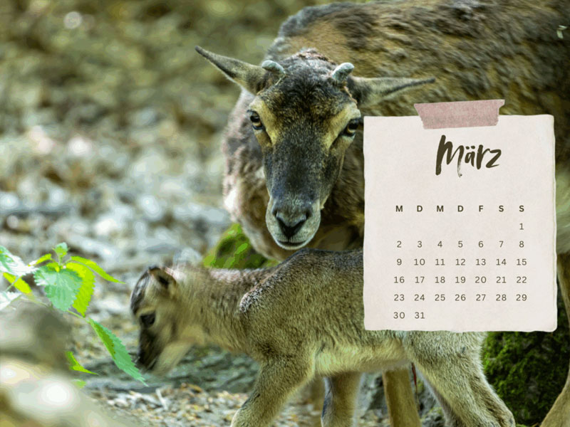 Exklusiver Damwild-Kalender 2026